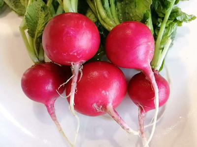 Qualtivate RES-3A Cherry Belle Radish Seeds Seed(300 per packet)