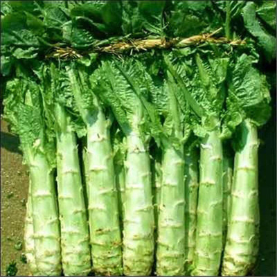 CYBEXIS Round Leaf Green Skin Green Flesh Fragrant Lettuce seeds2000 Seeds Seed(2000 per packet)