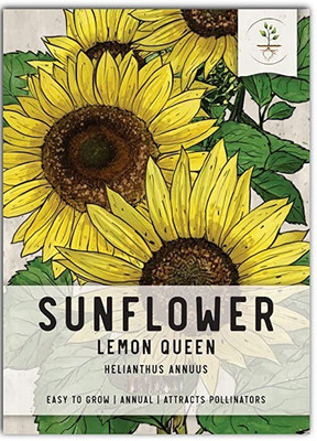 CYBEXIS LX-81 - Lemon Queen Sunflower - (1350 Seeds) Seed(1350 per packet)