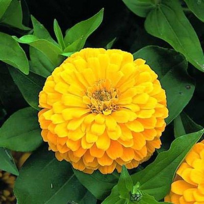 CYBEXIS Zinnia Yellow Double F1 Hybrid Flower Seeds Seed(1 g)