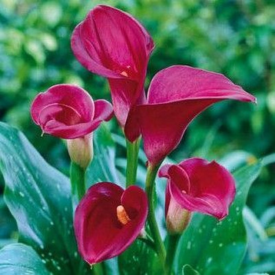 Audbhidhi Calla Lily Flower Bulbs for Winter Season Seed(5 per packet)