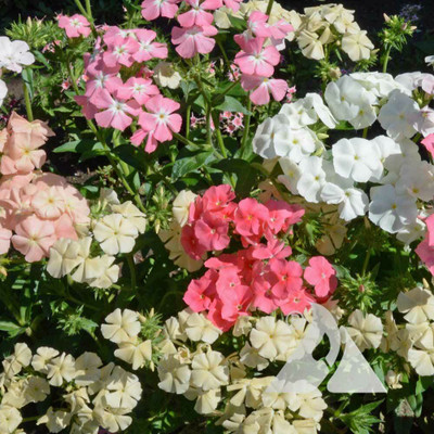 XOLDA Exotic phlox Seed(15 per packet)