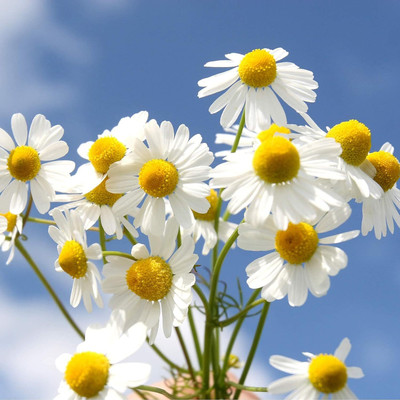 Qualtivate NDIR-10 Nobile Roman Chamomile Seed(250 per packet)