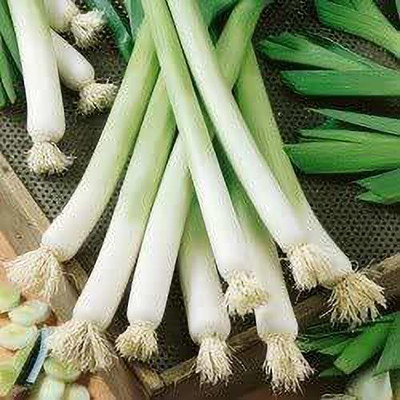 KANAYA Chinese Leek Seed(30 per packet)
