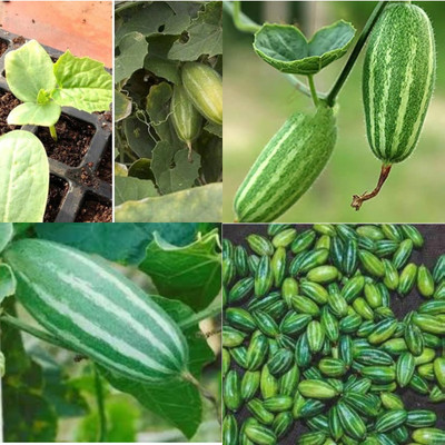 ibains Parwal seeds hybrid all seasons vegetable 13 Seed(13 per packet)
