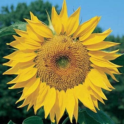 Quentova Sunflower, Mammoth-TKK-4Y Seed(50 per packet)