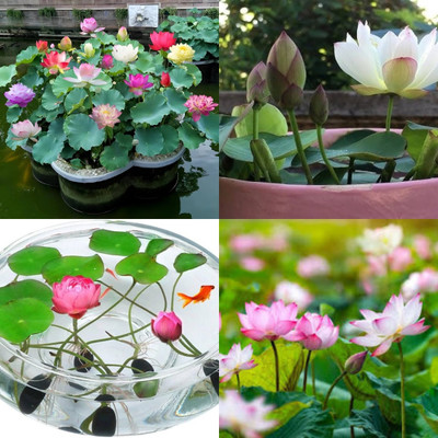 ibains Japanese dwarf lotus seeds for planting bij 6 Seed(6 per packet)