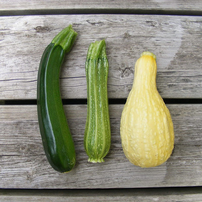 CYBEXIS LX-64 - Zucchini and Squash Mix - (75 Seeds) Seed(75 per packet)