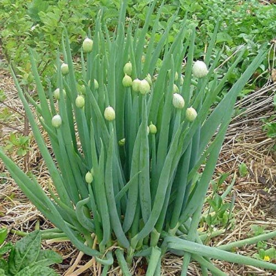 KNESSiN Welsh Onion Seed(1250 per packet)