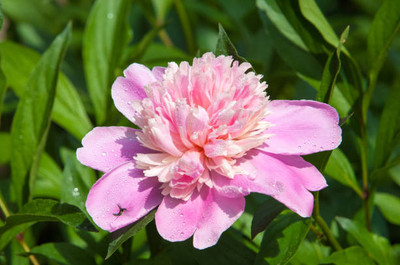 XOLDAA balsam frower Seed(25 per packet)