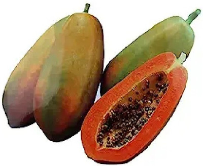 BDSresolve Red lady 786 papaya seeds original Seed(60 per packet)