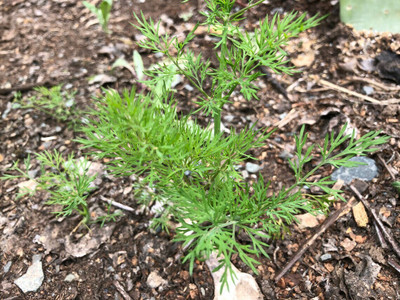 Quentova Superdukat Dill/Soya Herb seeds-GAV-5O Seed(250 per packet)