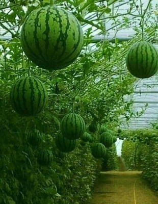 Qausain Best Quality With Juicy Hybrid F1 Watermelon For Farmers Seed(10 per packet)