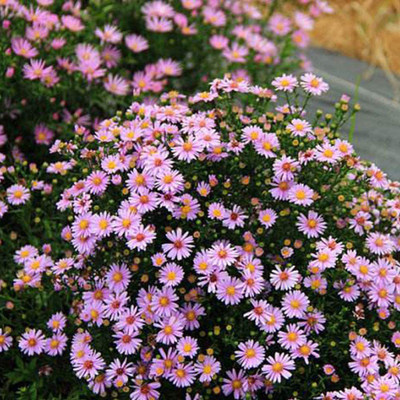 VibeX VXI-87 - Chrysanthemum Plants - (30 Seeds) Seed(30 per packet)