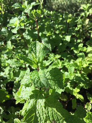 CYBEXIS XLL-52 - Mojito Mint (mentha x villosa) - (1350 Seeds) Seed(1350 per packet)