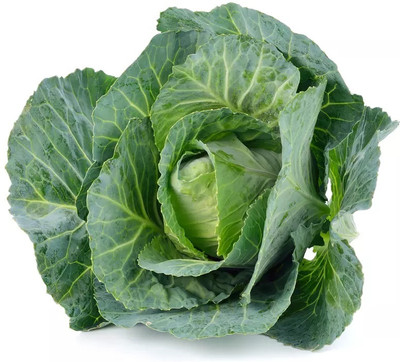 MYLAWN Round Shape Green Ball Style Cabbage Seed(50 per packet)