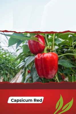 CYBEXIS LX-81 - Big Red CAPSICUM - (450 Seeds) Seed(450 per packet)