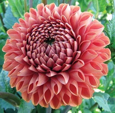 LPR DAHLIA Seed(20 per packet)