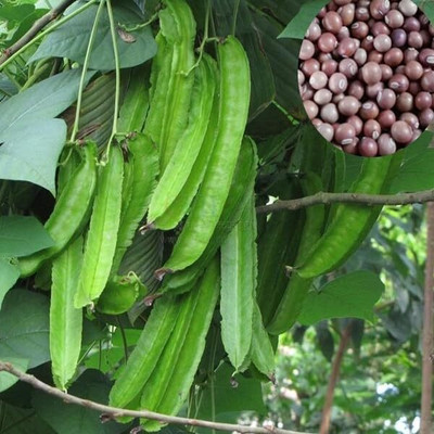 CRGO BEANS Seed(15 per packet)