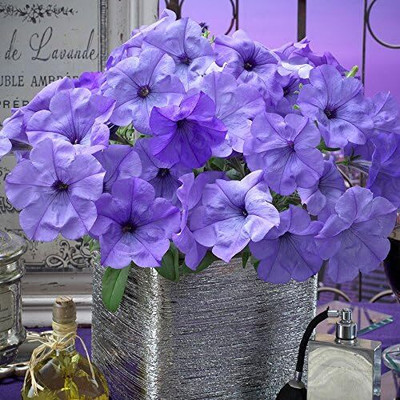 Qualtivate NBIR-155 Evening Scentsation Petunia Seeds, Deep Indigo Seed(50 per packet)