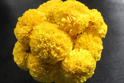 XOLDA Exotic marigold yellow Seed(36 per packet)