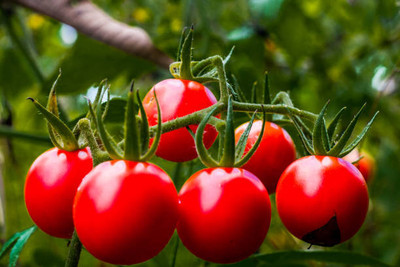 BSARKAR tomato Seed(55 per packet)