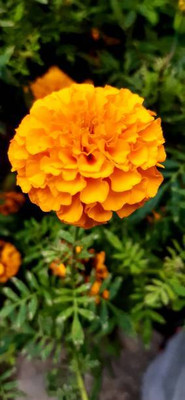 Accossato marigold/gende ka phool flower seeds Seed(75 per packet)
