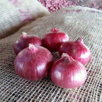 Qualtivate AXL-1AT F1 Hybrid Onion Red Nashik Seed(500 per packet)
