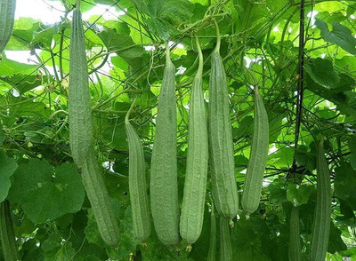 Qualtivate RES-6A Ridge Gourd |Turia Non-GMO Seed(50 per packet)