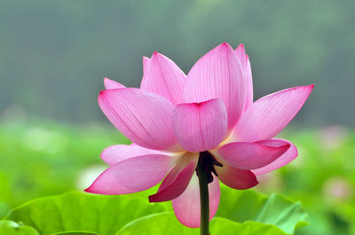 Vietrian lotus,kamal gatta Seed(11 per packet)