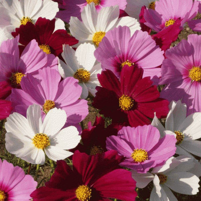 CYBEXIS Cosmos Mixed Color | F1 Hybrid Flower Seed(25 per packet)