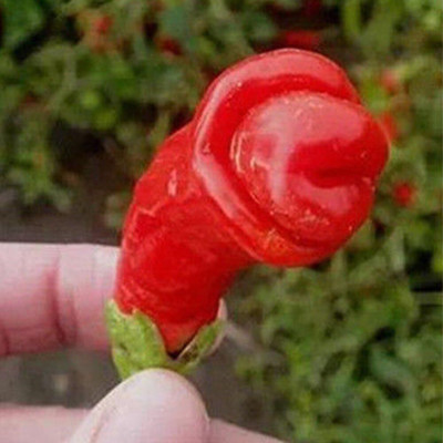 KNESSiN Chilli Seed(1250 per packet)
