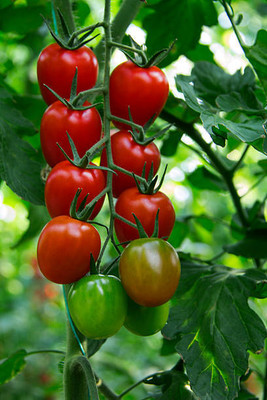 BMSSSLS tomato Seed(150 per packet)