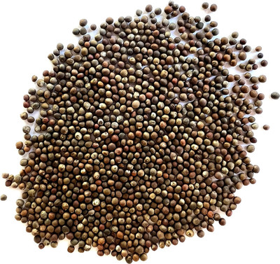 WILLVINE AGRI -X Brussels Sprouts Long Island [25g] Seed(7500 per packet)
