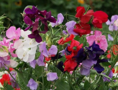 Aywal Sweet Pea Flower Seeds F1 Hybrid Seed(20 per packet)