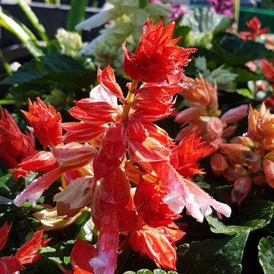 XOLDA Exotic salvia mix Seed(27 per packet)