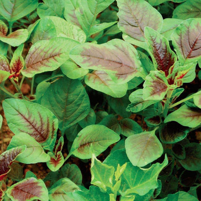 VibeX HUA-48 - Red Amaranthus/Chinese Spinach - (2250 Seeds) Seed(2250 per packet)