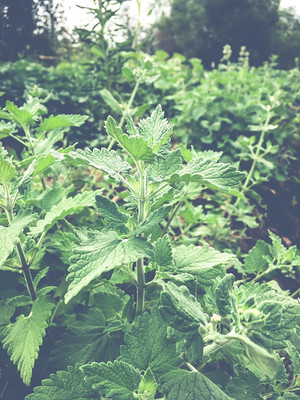 CYBEXIS HUA-31 - Catnip (Nepeta cataria) - (4500 Seeds) Seed(4500 per packet)