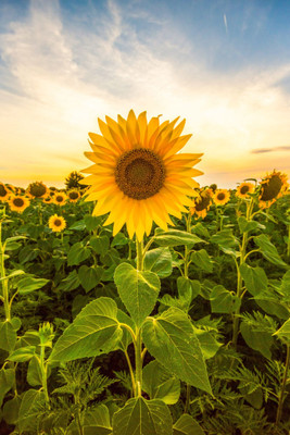 Seedsqlty sunflower seeds for gardening flowers, high germination (55 seeds) Seed(55 per packet)