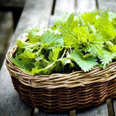 CYBEXIS LX-13 - Capricata Citronella Lemon Balm - (250 Seeds) Seed(250 per packet)