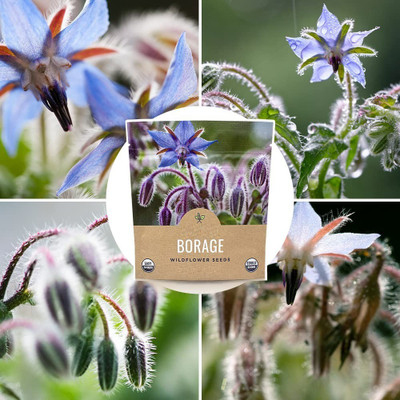 VibeX ® VLR-81 Blue Borage Herb Seeds Seed(100 per packet)