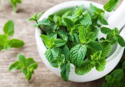 Quentova Peppermint - Mentha Piperita-GBPUT-10B Seed(200 per packet)
