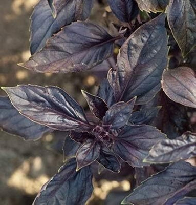 Qualtivate TLX-4 Basil Red Ruby Seeds Seed(1000 per packet)
