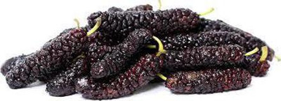 Oliver MULBERRY (shshatoot) fruit seeds Seed(83 per packet)