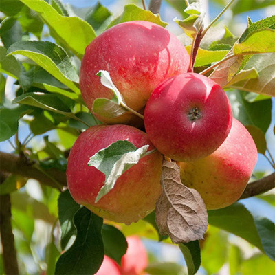 ACMS APPLE KASHMIRI BONSAI SEEDS FOR HOME AND GARDEN Seed(20 per packet)