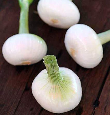 Aywal ONION Light White Seed(425 per packet)