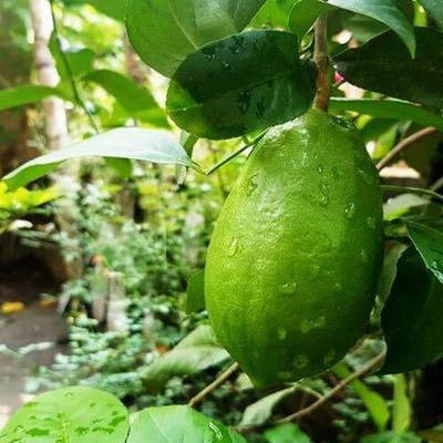 Aywal Citrus Limon (Lemon) Seed(30 per packet)