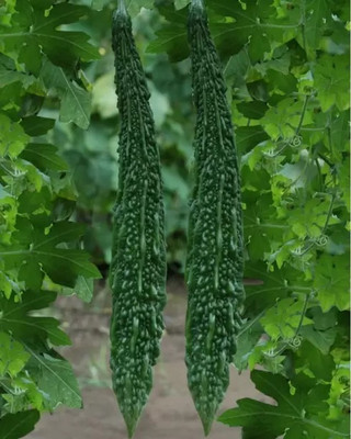Aro Bitter Gourd, Karela Seed(82 per packet)
