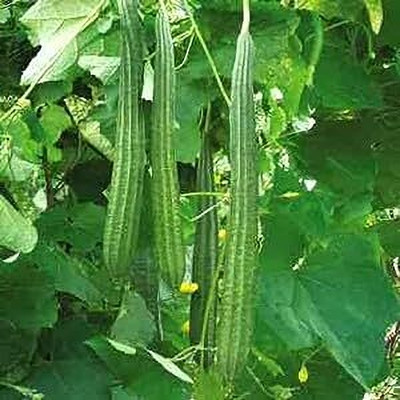 Aywal Ridge gourd (courge torchon) Seed(275 per packet)