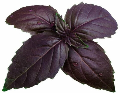 MKR Enterprises Basil Seed(200 per packet)